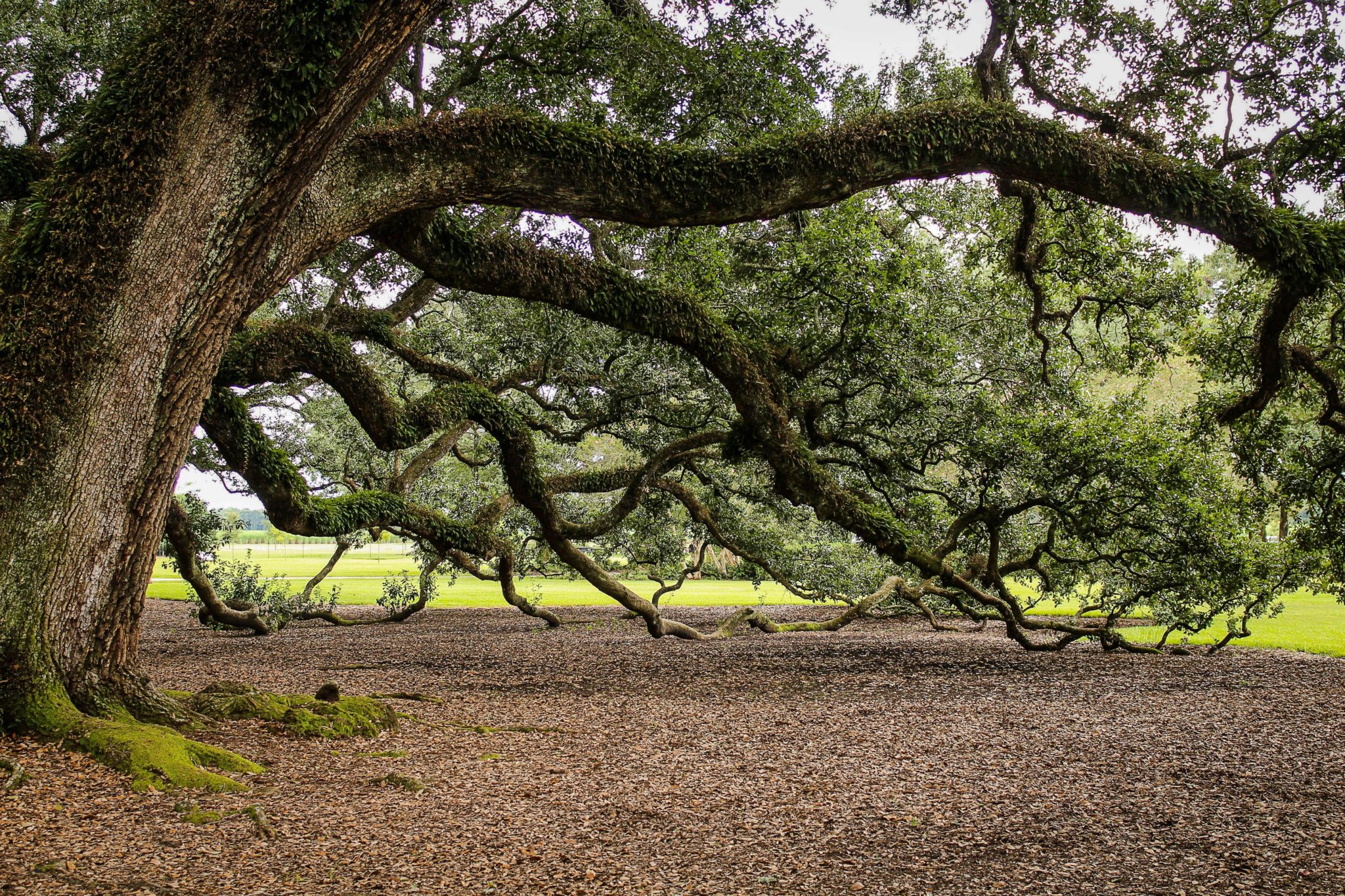 Arborist Insurance background